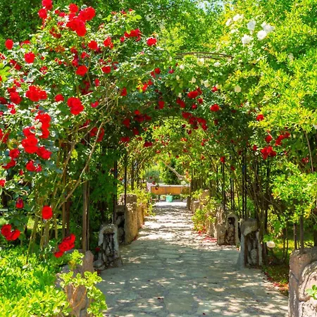 Aysel Paradise *